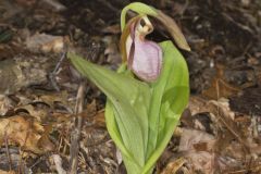 Pink Lady's Slipper, Cypripedium acaule