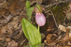 Pink Lady's Slipper, Cypripedium acaule