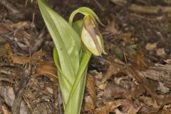 Pink Lady's Slipper, Cypripedium acaule