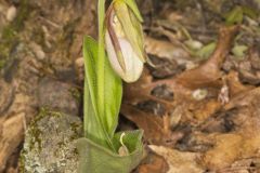 Pink Lady's Slipper, Cypripedium acaule