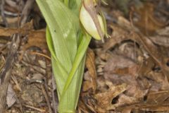 Pink Lady's Slipper, Cypripedium acaule