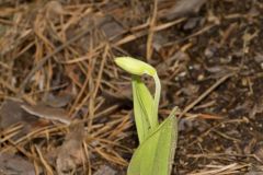 Pink Lady's Slipper, Cypripedium acaule