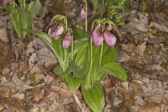 Pink Lady's Slipper, Cypripedium acaule