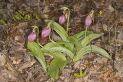 Pink Lady's Slipper, Cypripedium acaule