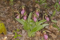 Pink Lady's Slipper, Cypripedium acaule