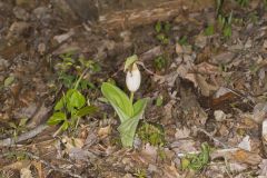 Pink Lady's Slipper, Cypripedium acaule