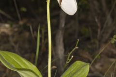 Pink Lady's Slipper, Cypripedium acaule