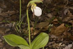 Pink Lady's Slipper, Cypripedium acaule