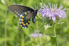 Pipevine Swallowtail, Battus philenor