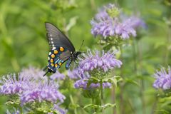 Pipevine Swallowtail, Battus philenor