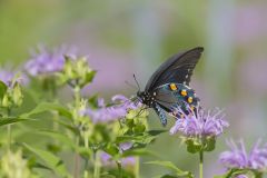 Pipevine Swallowtail, Battus philenor