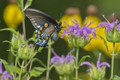 Pipevine Swallowtail, Battus philenor