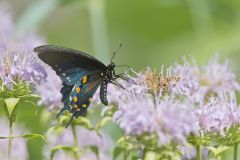 Pipevine Swallowtail, Battus philenor