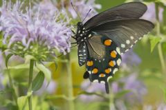 Pipevine Swallowtail, Battus philenor