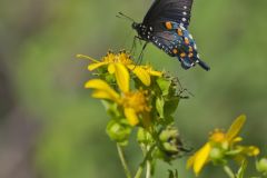 Pipevine Swallowtail, Battus philenor