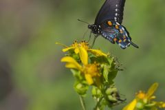 Pipevine Swallowtail, Battus philenor