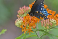 Pipevine Swallowtail, Battus philenor