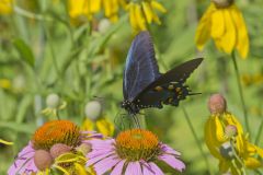 Pipevine Swallowtail, Battus philenor