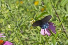 Pipevine Swallowtail, Battus philenor