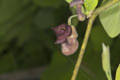 Pipevine, Aristolochia macrophylla