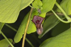 Pipevine, Aristolochia macrophylla