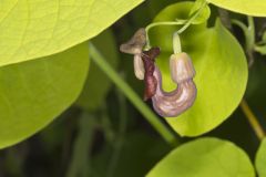 Pipevine, Aristolochia macrophylla