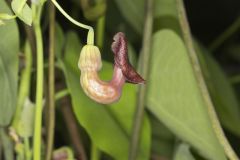 Pipevine, Aristolochia macrophylla