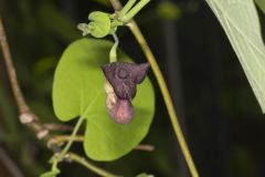 Pipevine, Aristolochia macrophylla