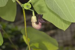 Pipevine, Aristolochia macrophylla