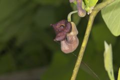 Pipevine, Aristolochia macrophylla