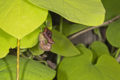 Pipevine, Aristolochia macrophylla