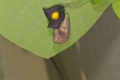 Pipevine, Aristolochia macrophylla