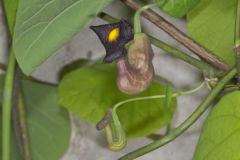 Pipevine, Aristolochia macrophylla