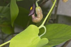 Pipevine, Aristolochia macrophylla