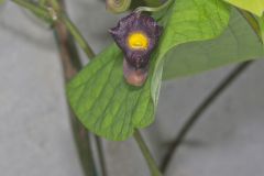 Pipevine, Aristolochia macrophylla