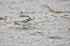 Piping Plover, Charadrius melodus