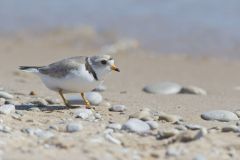 Piping Plover, Charadrius melodus