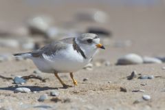 Piping Plover, Charadrius melodus