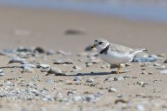 Piping Plover, Charadrius melodus