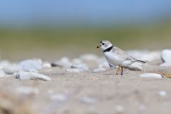 Piping Plover, Charadrius melodus