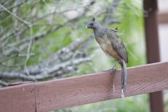 Plain Chachalaca, Ortalis vetula