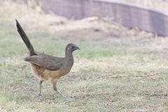 Plain Chachalaca, Ortalis vetula