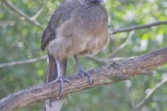 Plain Chachalaca, Ortalis vetula