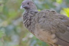 Plain Chachalaca, Ortalis vetula