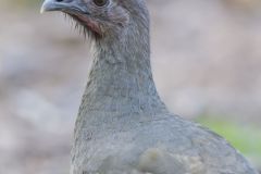 Plain Chachalaca, Ortalis vetula