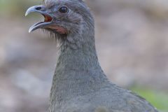 Plain Chachalaca, Ortalis vetula