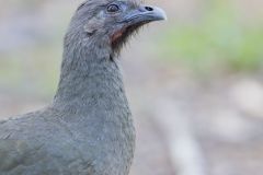 Plain Chachalaca, Ortalis vetula