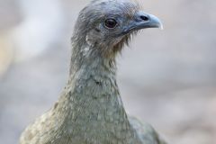 Plain Chachalaca, Ortalis vetula