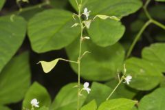 Pointed-leaved Tick-Trefoil, Hylodesmum glutinosum