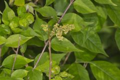 Poison Ivy, Toxicodendron radicans